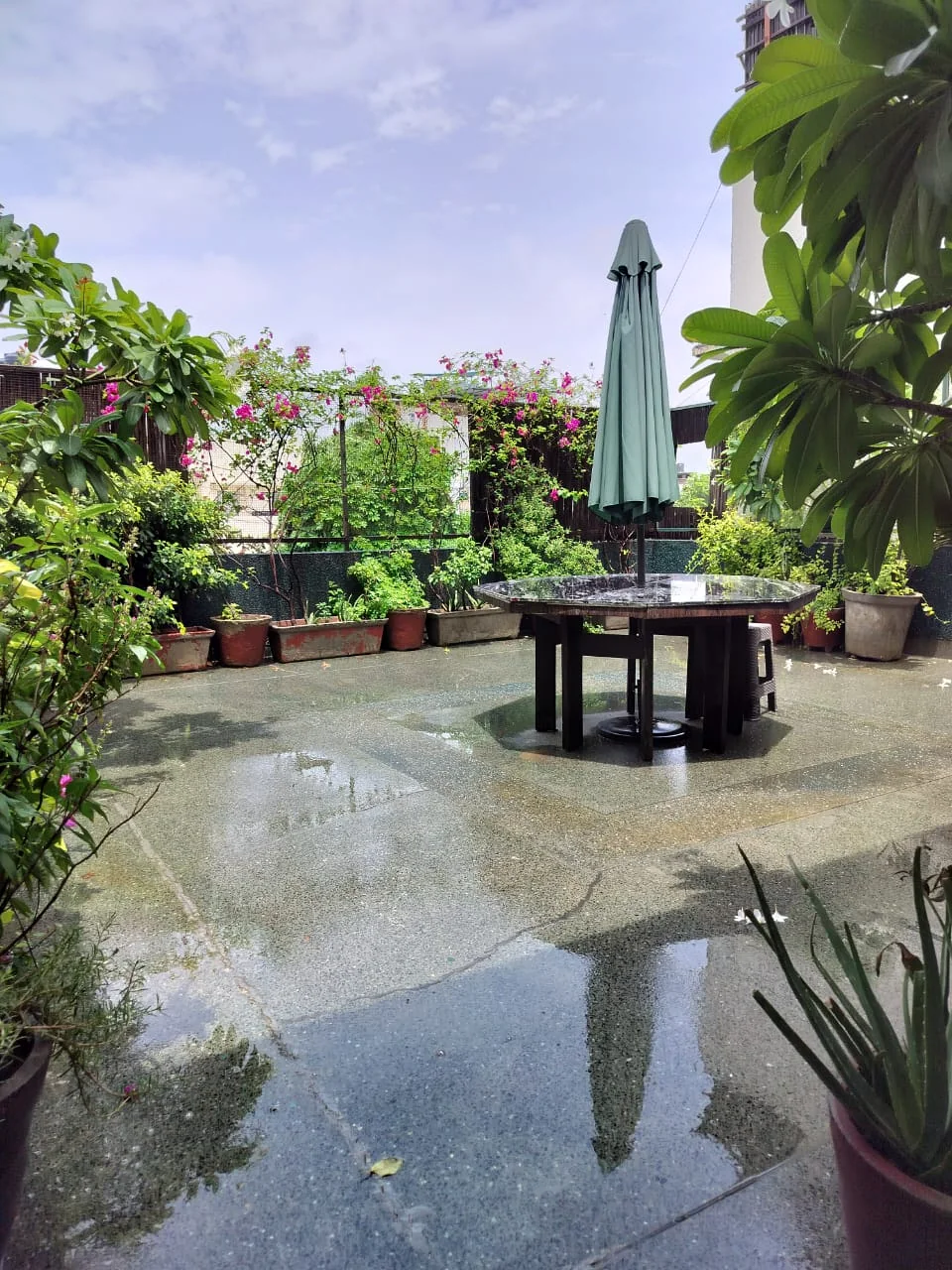 Safe House rooftop terrace with plants